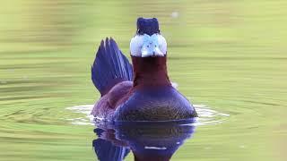 Ruddy Duck Courtship Display