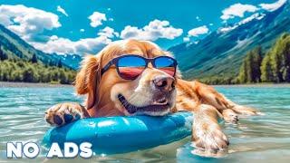 12 Hours Anti Anxiety Music for Dogs  Stress Relief Music For Dogs  Calming Music For Dogs