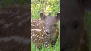 A baby baird tapir to brighten your day ️