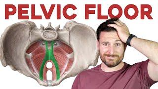 The Pelvic Floor Muscles, Explained | Corporis