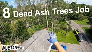 8 Dead Ash Trees - Climbing to Cleanup Job