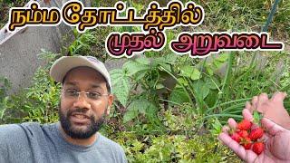 நம்ம தோட்டத்தில் முதல் அறுவடை சுற்றி பார்க்கலாம் வாங்க  | First Harvest in my Garden | தமிழ்