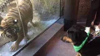 Dog vs Tigers at San Diego Zoo