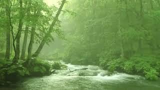 Japan Mountain Stream 1 Hour Series ① - Relaxing Background Music,  Poetry of Water