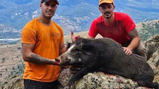 Chasse aux sangliers en Corse à Tox 126