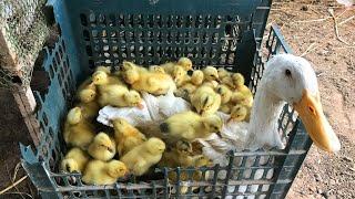 Amazing Newly Baby Pekin Ducklings Hatched