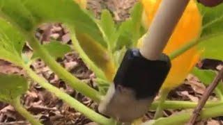 Prevent Squash vine bore