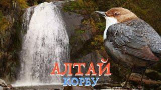 Wild Altay - Korbu waterfall and White-throated dipper | Film Studio Aves