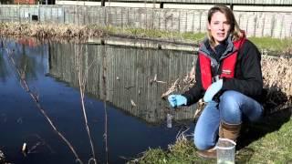 Great Crested Newt eDNA Survey