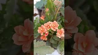 #kalancoe#flowers#my garden#subscribe my channel  for more videos