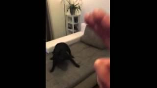 Staffordshire bull terrier play dead