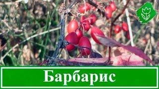  Кустарник барбарис – посадка и уход: размножение и свойства; барбарис Тунберга – описание