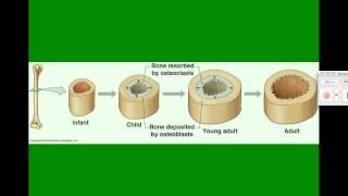 Video 2 - Skeletal System - Cells in Bone Tissue & Ossification