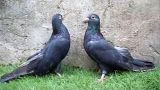 EGYPTIAN SWIFT PIGEON PAIR (BLACK).mp4