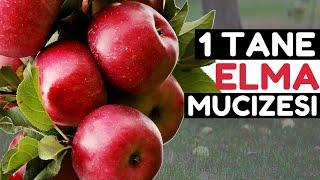 Sabahları 1 Adet Elma Yemek Vücudunuza Bunları Yapıyor | Elmanın Faydaları Nelerdir?