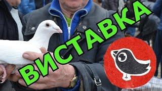 Виставка голубів. Кролі. Нутрії. м. Снятин. 5 березня 2017