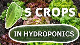 5 Crops You Can Easily Grow In Hydroponics to make money.