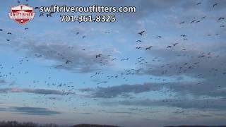 Swift River Outfitters Goose Hunt