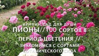 ПИОНЫ// 100 сортов в период цветения.// Знакомимся с сортами ботанического сада.