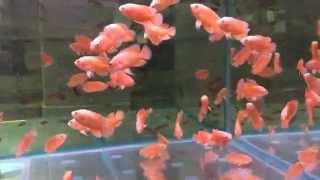 Астронотус красный оскар альбинос Astronotus Ocellatus Albino Red Oscar продажа оптом