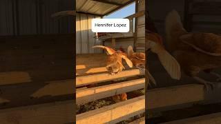 J-Lo at the farm?!? #chickens #chickencoop #pasturedpoultry #jenniferlopez