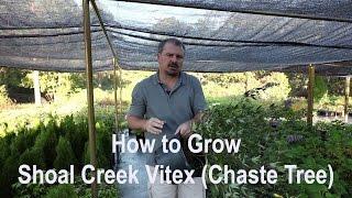 How to grow Shoal Creek Vitex (Chaste Tree) with detailed description