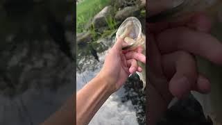 Creek bass release #bassfish #fish #fishing