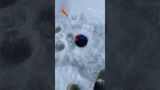 #рыбалка#fishing#рыбалкавидео#жерлица#жерлицы#icefishing#