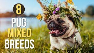 8 Pug Mix Breeds That Will Melt Your Heart
