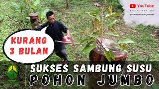 SUKSES SAMBUNG SUSU POHON JUMBO  | Bagaimana Hasilnya | Bagaimana Tips dan Triknya agar Sukses