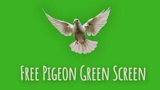 Green Screen Dove Birds Flying Effects | No Copyright | Chroma Key Pigeon Video - 1