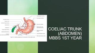 coeliac Trunk anatomy I abdomen #abdomen#1styearmbbs #anatomy #mbbs #mbbs1styear #mbbsmotivation