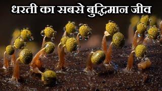 धरती का सबसे बुद्धिमान जीव SLIME MOLD || THE SMARTEST CREATURE ON EARTH SLIME MOLD.