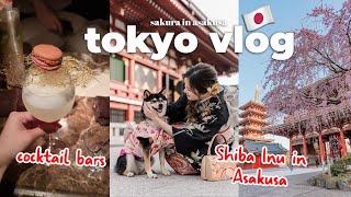 tokyo vlog  husband's birthday dinner + cocktails, Asakusa with Shiba Inu & Tsukishima