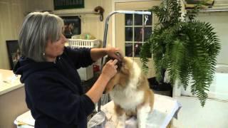 How To Tape Collie Ears