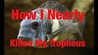 How I Nearly Killed My Tropheus Duboisi Colony