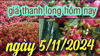 giá thanh long hôm nay ngày 5/11/2024