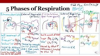 Introduction to Respiration: the 5 Phases of Respiration