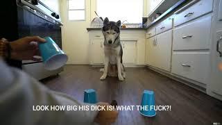 This husky has worlds biggest penis