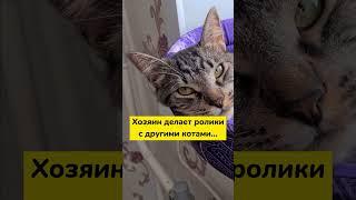 Кот не любит сниматься