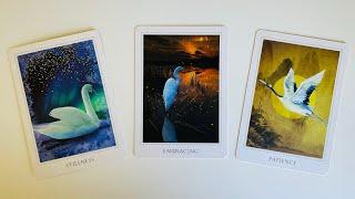 "Who is Your FUTURE SPOUSE Exactly? Who Will You Marry" *Pick a Card* (Timeless Tarot)