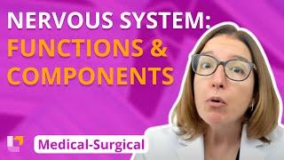 Nervous System: Functions and Components - Medical-Surgical | @LevelUpRN