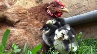 Hen and chicks