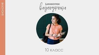 Жизненный цикл клетки  Митоз  Амитоз | Биология 10 класс #18 | Инфоурок