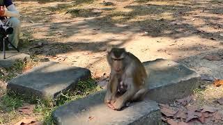 Jungle Monkeys Live Stream Welcome newborn baby monkey