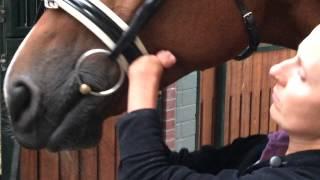 Living with dysmelia: how to bridle a horse