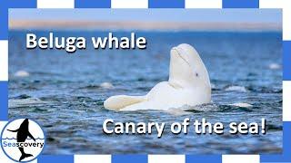 Why Beluga Whales are called Canaries of the Sea (Delphinapterus Leucas)