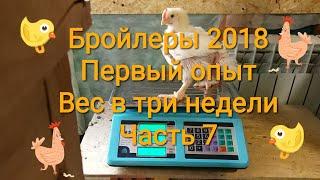 Бройлеры 2018. Первый опыт / Часть 7: Вес в три недели, кормушки, комбикорм и т.д....