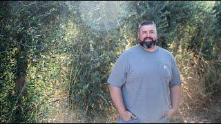 California Grown: How Olive Oil is Made in California with Rolland Rosenthal