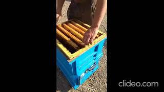 Новый способ ТЕРМООБРАБОТКИ пчёл от клещей
